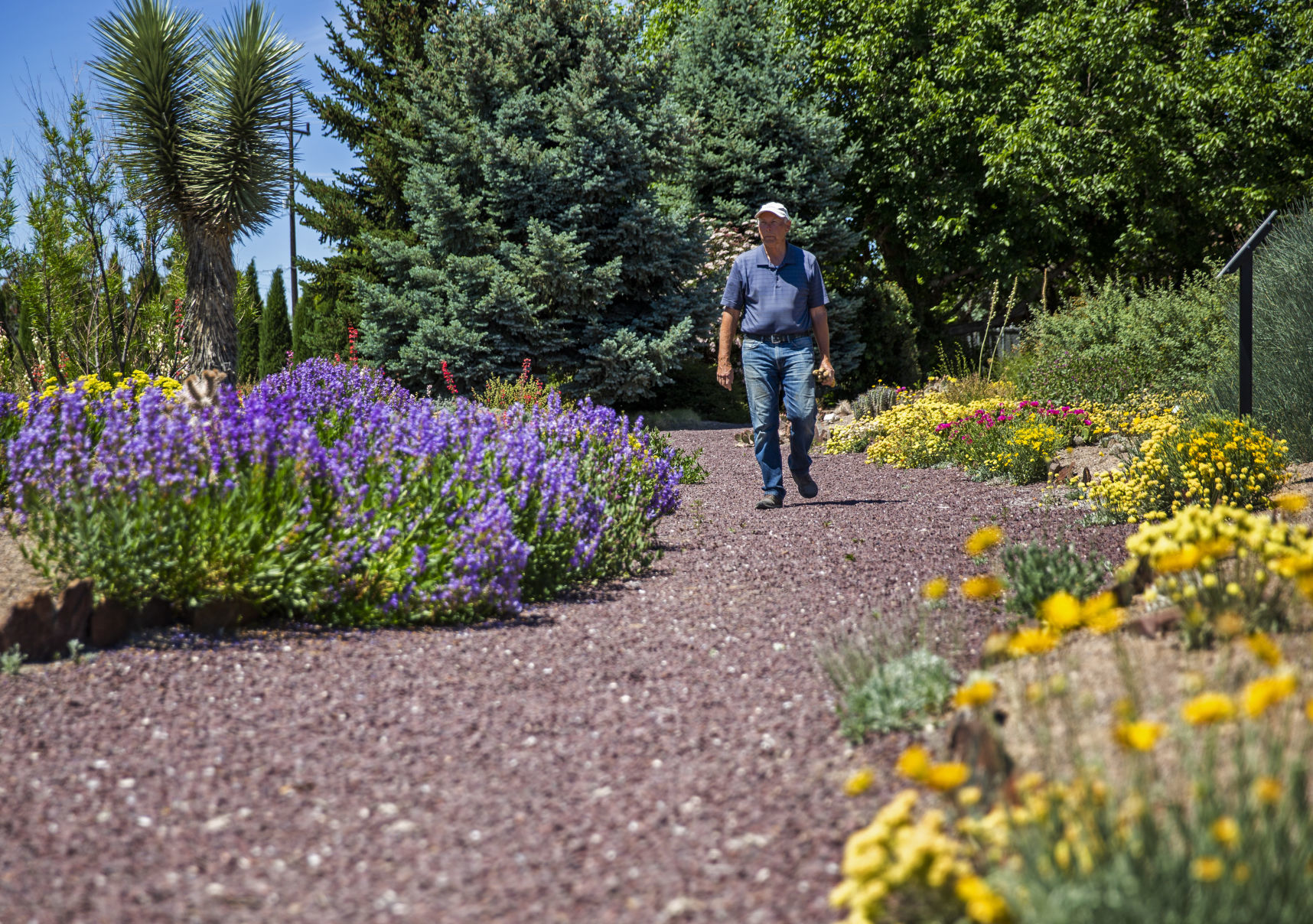 Xeriscaping